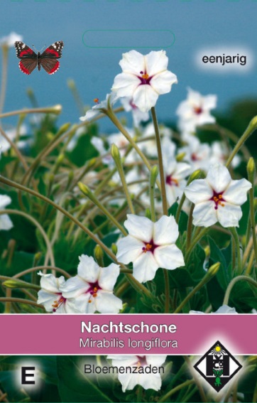 Weisse Wunderblume (Mirabilis longiflora) 18 Samen